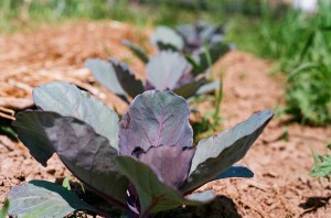 Cabbage