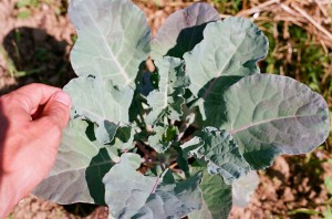Broccoli
