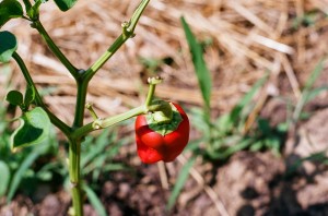 Red Pepper