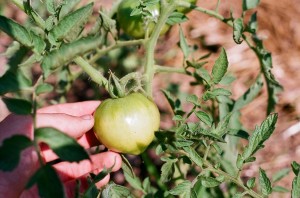 Tomato