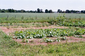 The Plot