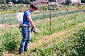 Applying pesticide to some eggplants.