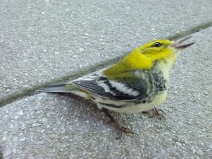 a stunned warbler that was lucky to have been spotted by Prof Butler - this one survived