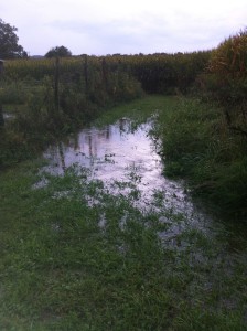 Ponding of runoff from the swale at southwest corner of garden