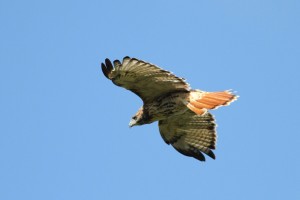 The Red-tailed Hawk flashes its namesake tail