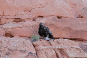 Golden eagle with prey - Arches National Monument