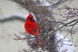 Who doesn't like a cardinal in the snow?