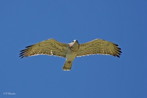 Short-toed snake eagle, Tarifa, Spain