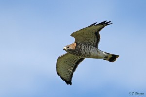 Broad-winged Hawk migrating along a ridge near Easton