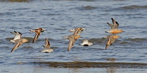 Shorebirds gather along the Delaware Bay each spring, en route from South America to the high arctic