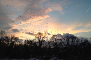 Snow geese at sunset - Riegelsville (cell phone pic)
