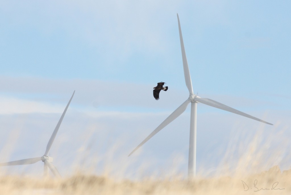 Golden eagles collisions are a problem at a number of wind energy sites in the west
