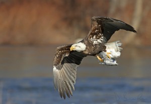 The eagle grabbed a gull at the river's edge in Easton