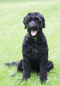 portuguese-water-dogbreed