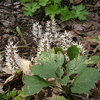 Pachysandra procumbens (native pachysandra)