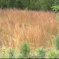 Little Bluestem