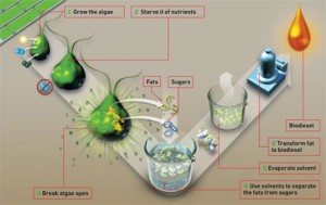 Figure 1. Algae Conversion Method http://images.dailytech.com/nimage/Algae_Biofuels_Production.jpg