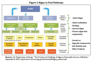 Figure 2. Algae to Fuel Pathways http://fas.org/sgp/crs/misc/R42122.pdf