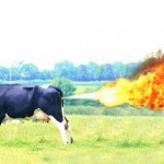 farting-cow