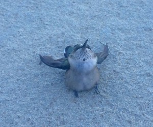 Dying hummingbird in front of Skillman