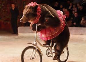 Bear in Circus