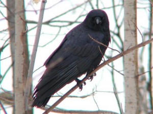 Raven 021