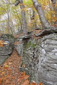 old trees on much older sandstone rocks