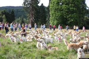 golden retrievers