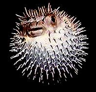 Blowfish Facts