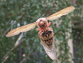 wasp4