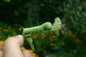 3-inch caterpillar of the Carolina Sphinx (a "hornworm")