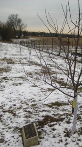The Row of Fruit Trees at LaFarm, Planted in Memory of Brian Hendrickson