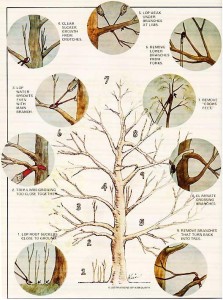 Tree Pruning Illustration by Kim Duffy