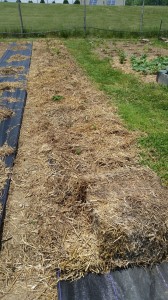 Here is what will be, in a few years, a (hopefully very productive) strawberry patch!