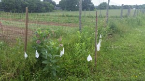 Our cordoned off milkweed preserve