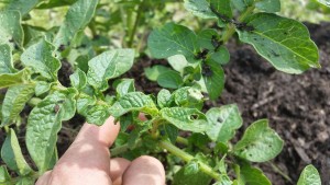 The growing point-or the place where the stem will continue rising, is at the convergence of the highest set of branches on any plant, right here on potatoes. This is the part that it's important to never block from the sun. 