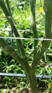 Looking at the stem of the tomato from just last week, you can see how the hail damage has left permanent scars.