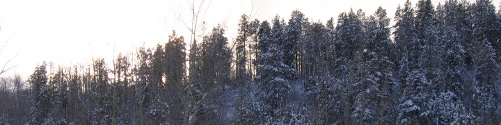 Header image