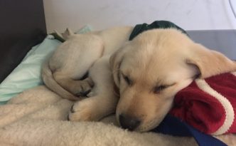 A 10-week-old yellow Golden Retriever/Yellow Labrador puppy sleeps on his bacon pillow.