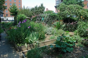 Community Gardens