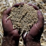 Bolivian Farmer Holding Quinoa