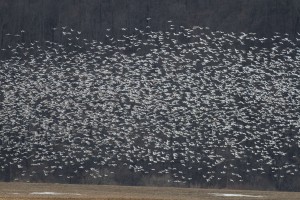 snowgeese1