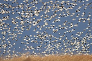 snowgeese2
