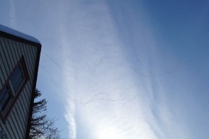 snowgeese3