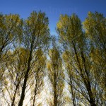 nature159