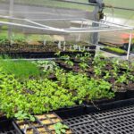 Seedlings growing in the LaFarm greenhouse