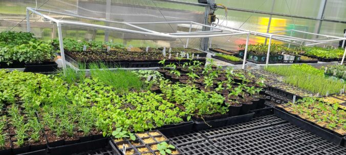 Seedlings growing in the LaFarm greenhouse