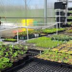 Seedlings growing in the LaFarm greenhouse