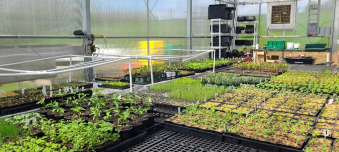 Seedlings growing in the LaFarm greenhouse