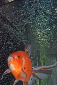 Ripples and turbulent flow at the water surface aerate the water for the goldfish - submitted by Lauren Onatzevitch